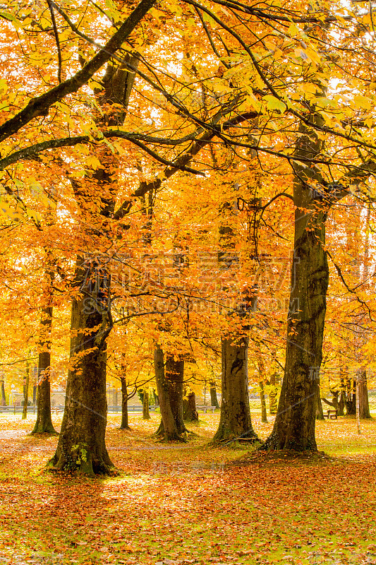 色彩缤纷的秋天/ Farbenfroher Herbst