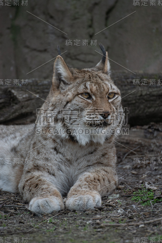 雌欧亚猞猁的肖像