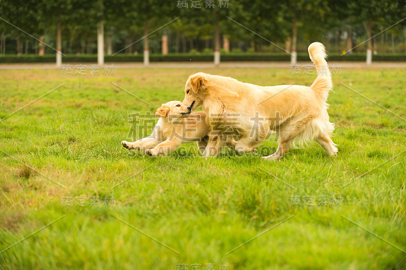 金毛猎犬