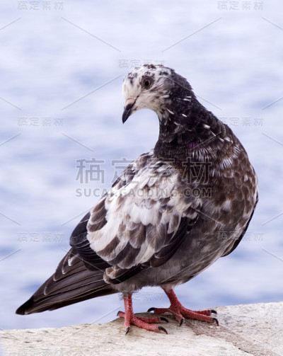 鸽子