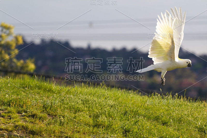 风头鹦鹉飞