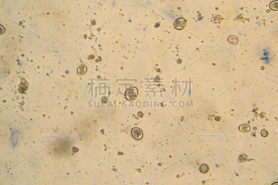 从拉布拉多猎犬幼犬感染样本中分离的艾美耳菌/等孢子菌卵囊