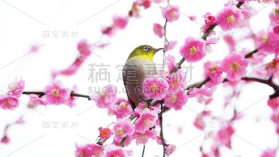 白眼李树，日本京都