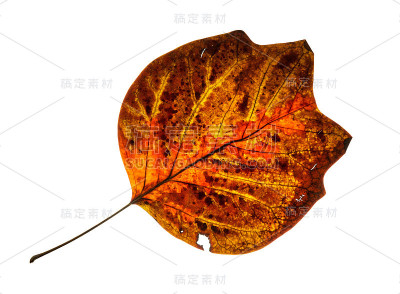 孤立开裂的红色秋叶