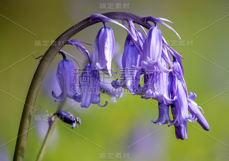 普通蓝铃花
