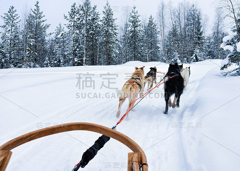 芬兰拉普兰的哈士奇雪橇