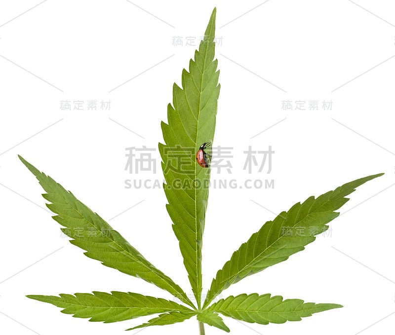 大麻叶子上的瓢虫