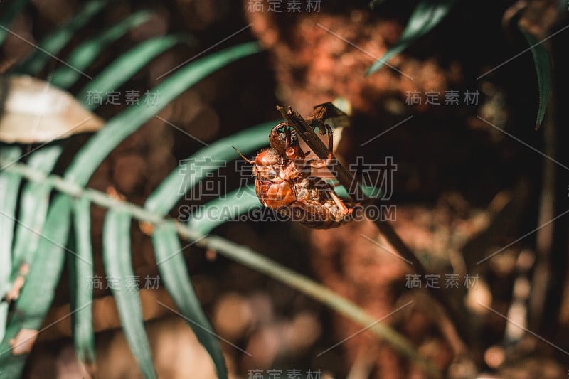 蝉虫污渍栖息在树枝上。