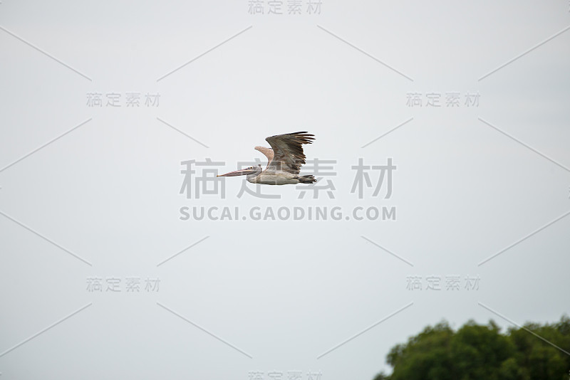 斑点嘴鹈鹕或灰鹈鹕(pelican philippensis)是鹈鹕家族的一员。它在南亚繁殖。