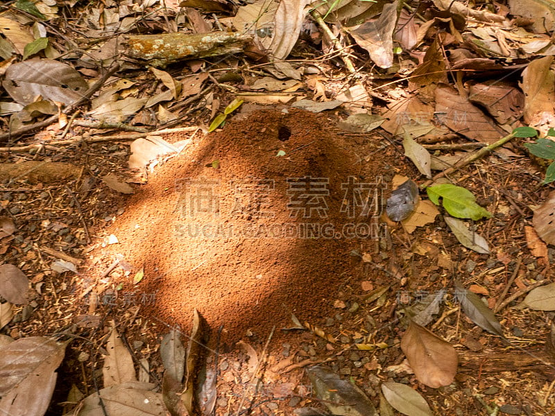 徒步穿越哥斯达黎加Viejo港附近的tiribina雨林保护区。你可以看到一个小白蚁丘或巢穴在路边