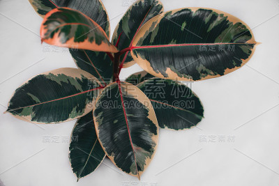 采购产品弹性无花果，橡胶植物，橡胶树植物，室内植物