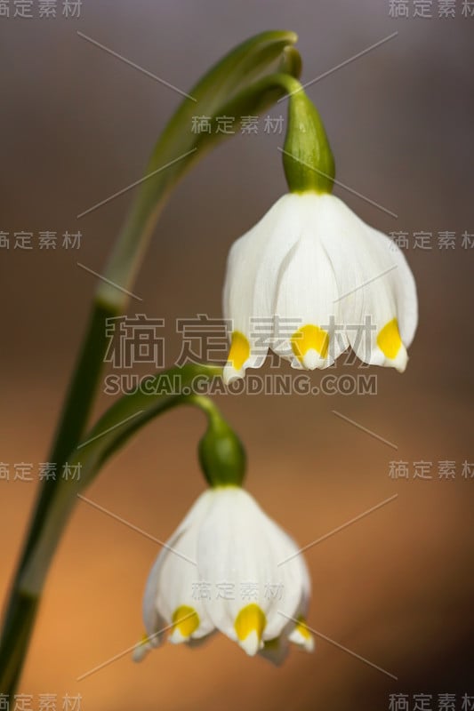 春季雪花，石蒜科多年生球茎开花植物，单朵白色花，花被片顶端有黄色或绿色标记。天门冬、石蒜科、石蒜科