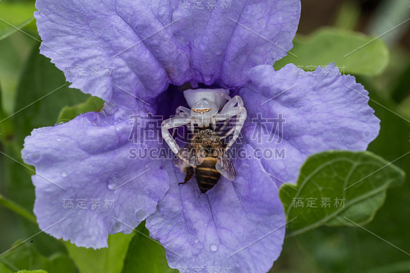 蟹蜘蛛在吃蜜蜂