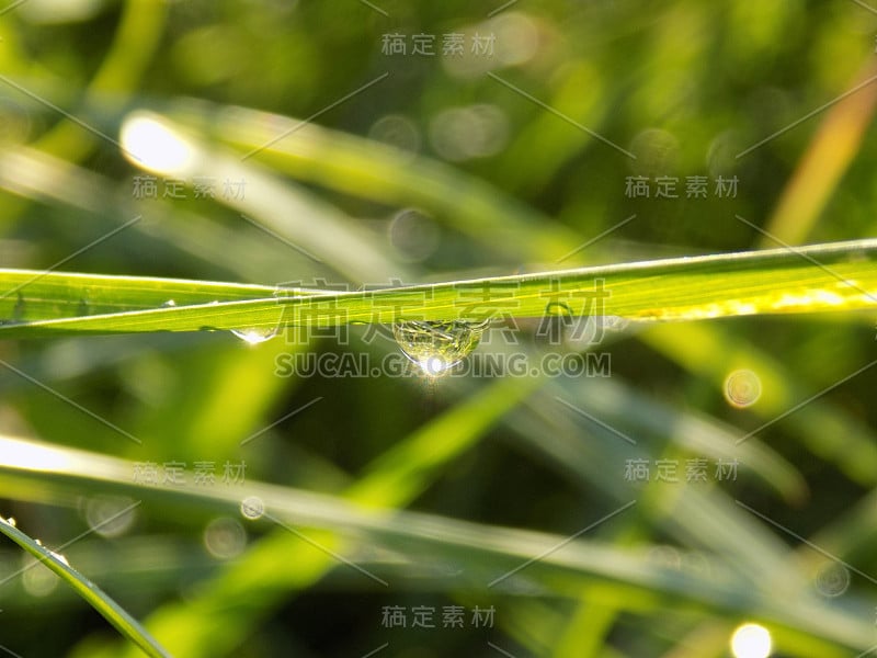 雨落在草叶上