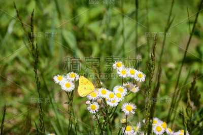 蝴蝶从花中吸食花蜜