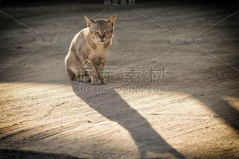 无家可归的猫坐在街上。傍晚的阳光下，可怜的流浪猫在路上。