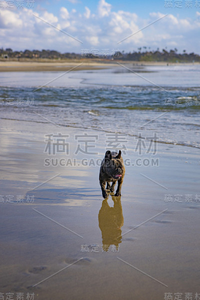 湿沙上的法国斗牛犬