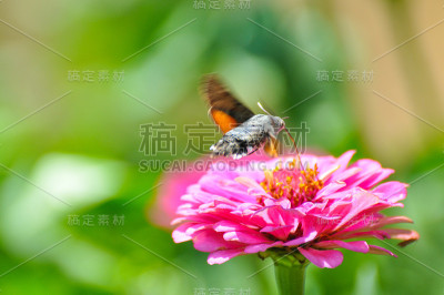 蜂鸟雕蛾从野花中吸食花蜜