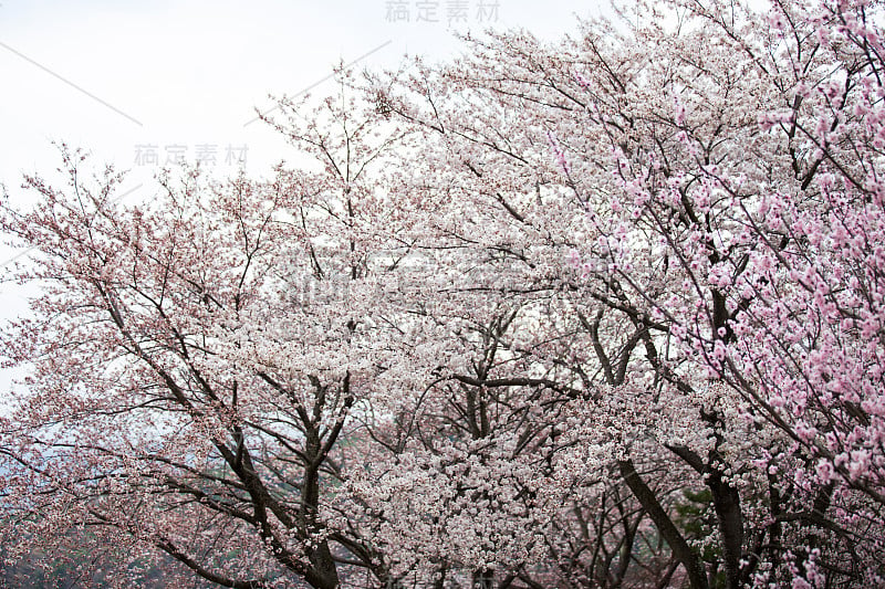 日本川口町的樱花