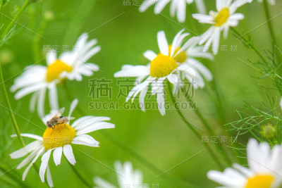 甘菊花。