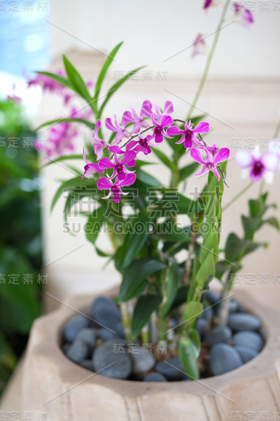 盆栽兰花
