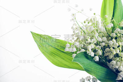 铃兰