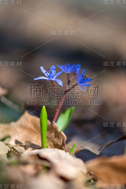 高山鹅毛或双叶鹅毛，双叶山毛榉在春季开花时择优集中，复制空间大