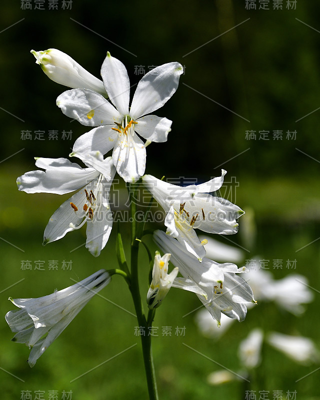 一张百合花的照片，摄于阿尔卑斯山的草地