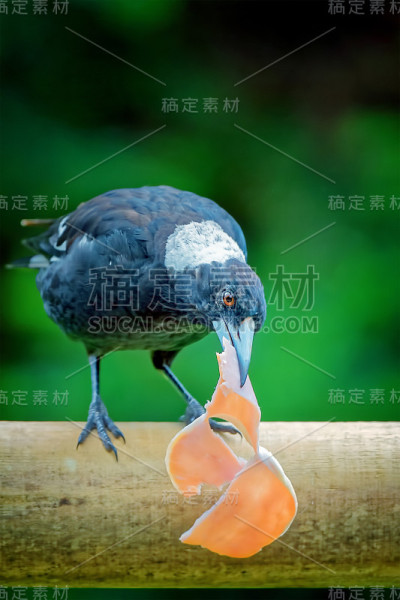 喜鹊吃