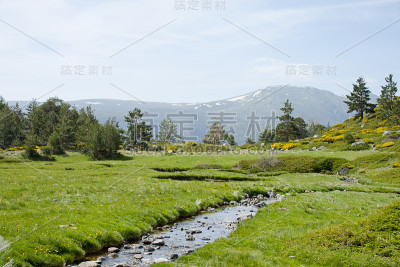 美丽的夏季景观，草原和森林