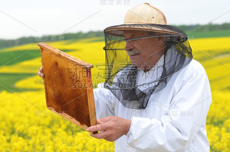 经验丰富的资深养蜂人在盛开的油菜田工作