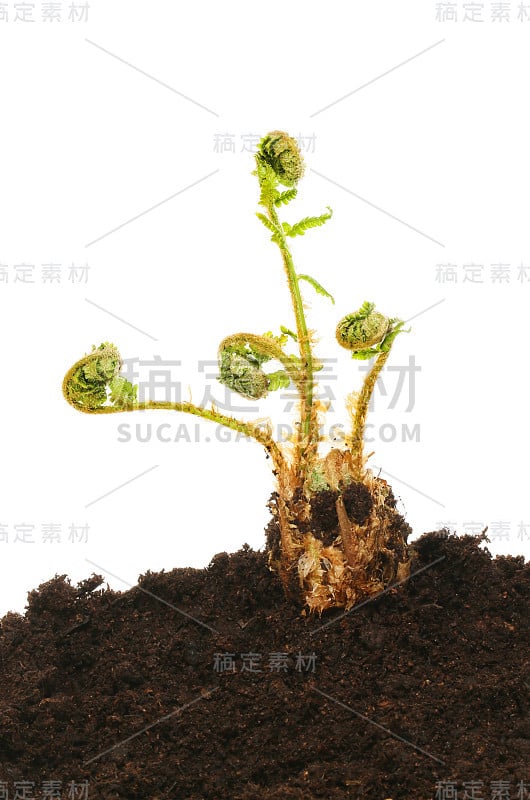 蕨类植物在土壤