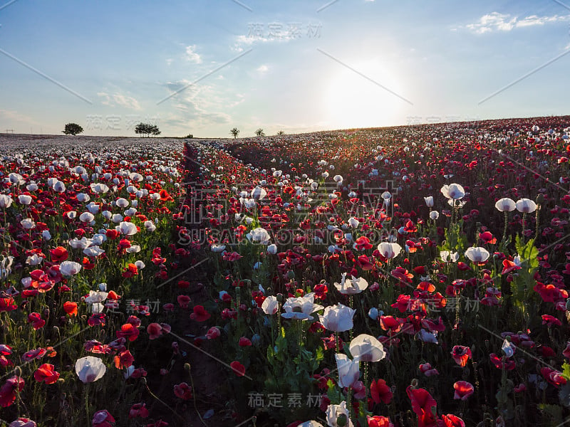 美丽的罂粟田在一个阳光明媚的夏日