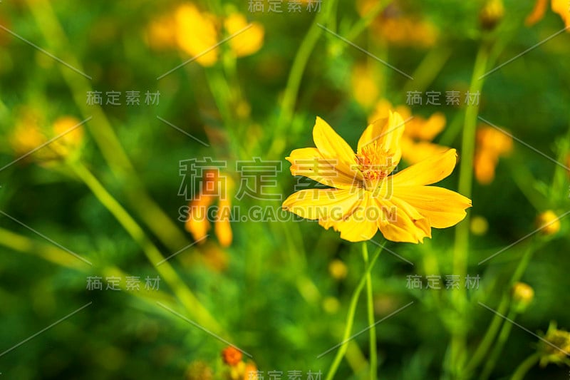 黄硫宇宙花在大自然的花园里。