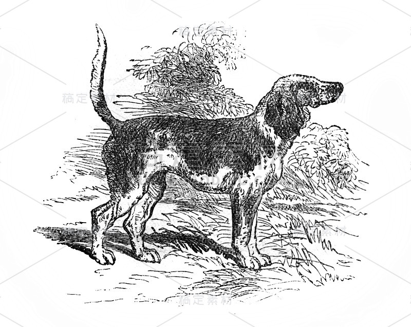 小猎犬的形象出现在《大英百科全书》第七卷，作者C.布雷克，1877年，爱丁堡