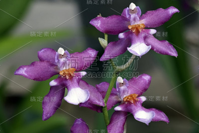 兰花蝴蝶兰特写