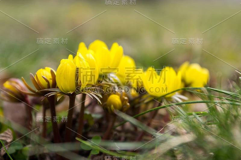 蛇尾草，早春开花，冬附子背光