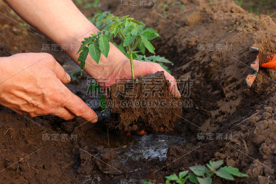 园丁的手在地里种植蔬菜幼苗