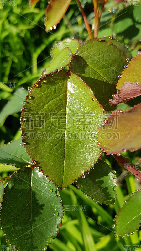 鲜绿的玫瑰丛在明亮的阳光下潮湿的叶子。玫瑰叶表面的特写，亮晶晶的水滴看起来像灿烂的珍珠。夏季树叶的质