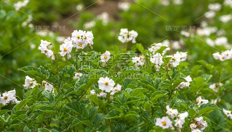 秘鲁农田里的土豆花