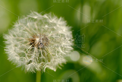 蒲公英