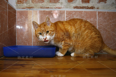 猫很