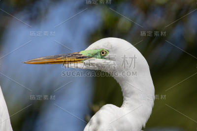 大白鹭