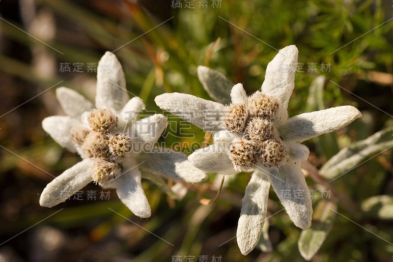 在克罗地亚的Bijele stijene山上，通常被称为雪绒花