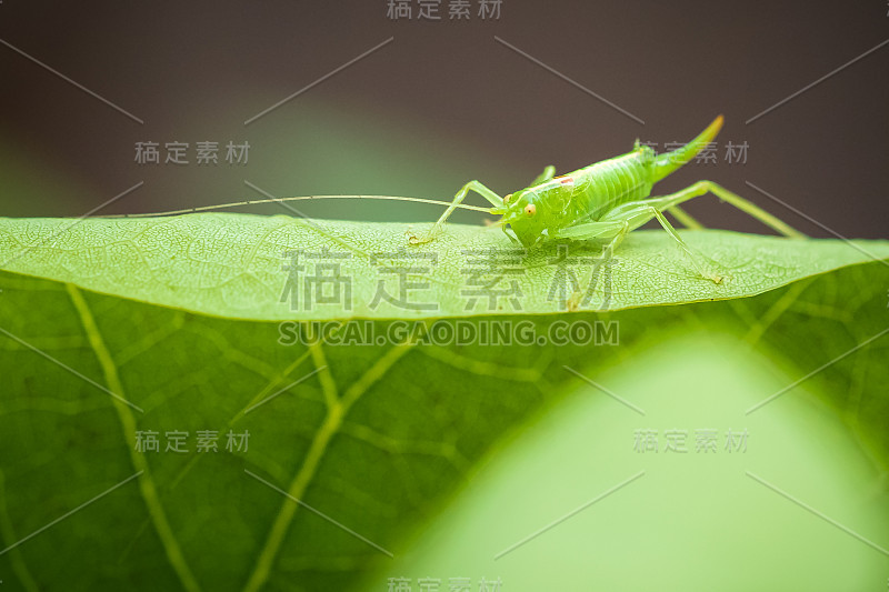 地中海绒茧蜂，橡丛蟋蟀或鼓叶蝈蝈，