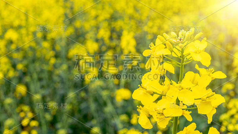 油菜花的花。田间健康食用油菜花。油菜籽植物，菜籽为绿色能源。黄芥末。