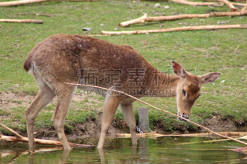 Eld's deer (Panolia eldii)