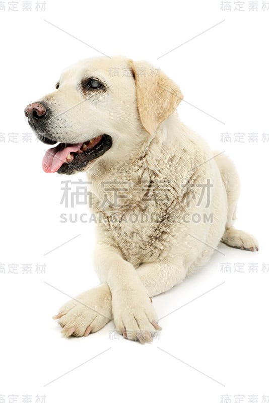 这是一只美丽的盲金毛寻回犬