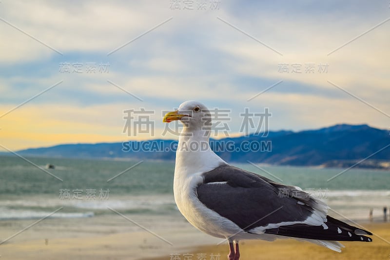 海滩圣塔莫尼卡海鸥在海滩的背景