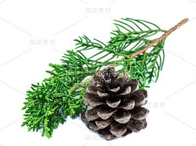 特写松树和树叶在白色的背景